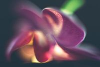 Artistic orchid