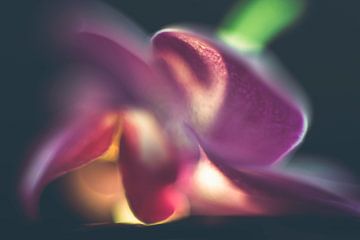 Künstlerische Orchidee von Cathy Roels