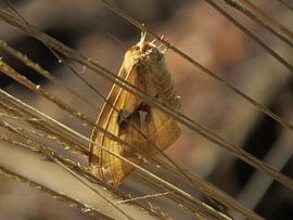 tauvlinder op de veluwe sur Peter Buijsman