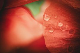 Tropfen auf einer Mohnblume von Jan