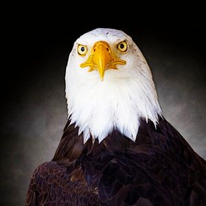 Weißkopfseeadler Portrait