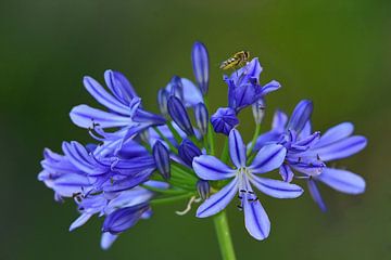 African Lily by John Leeninga