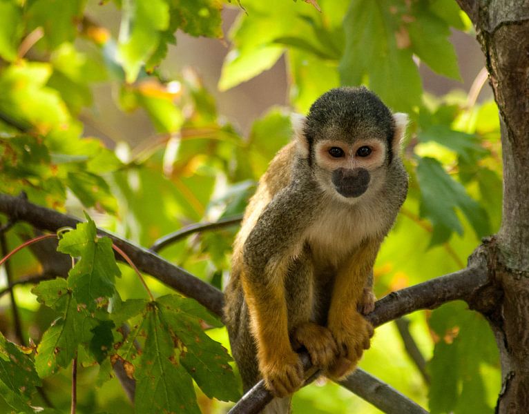 Say what by Thomas Depauw