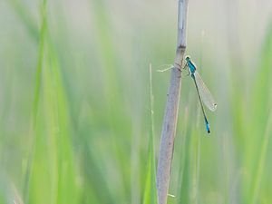 La petite miss en vert