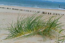 The beach by Wesley Van Kerckvoorde