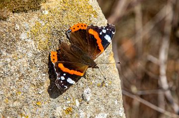 Amiral papillon sur le rocher