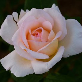 Rose en abricot sur C. Nass