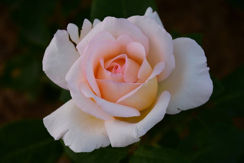 Rose en abricot par C. Nass