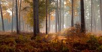 Herfst in het Mastbos van Rob Bout thumbnail