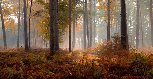 L'automne dans le Mastbos