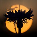 sunset flower by jowan iven thumbnail