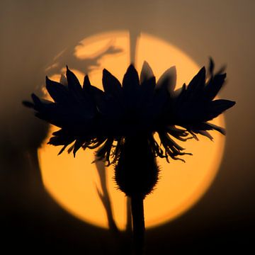 sunset flower by jowan iven