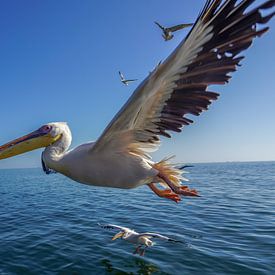 Pelican by Nico  Calandra