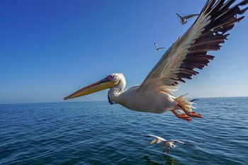 Pelican