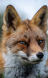 Vos kijkt wat er gebeurt als ik een foto maak von Michael van der Tas