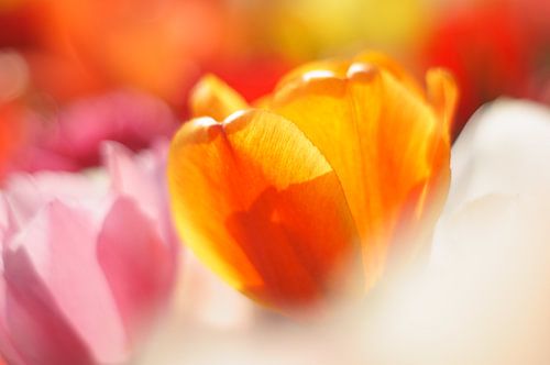 Bloemen van Nederland, roze, oranje, witte en gele tulpen