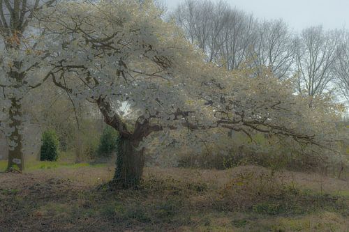 Begeef je in het dromenland met lente bloesem