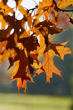 Scharlaken eik, Quercus coccinea met herfstverkleuring van Heiko Kueverling