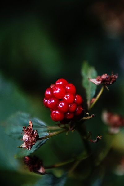 Red currant by Sofie Verheijen