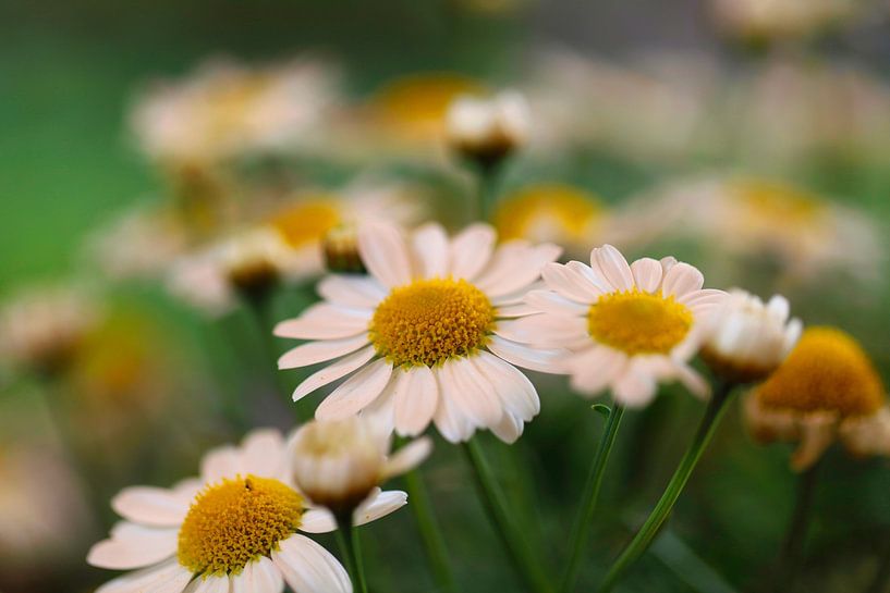 Flowers by Ilja Kelders