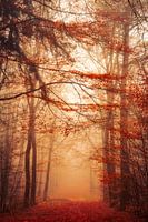 Autumn's Orange
