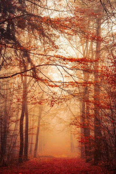 Herbstorange von Thomas Jansen