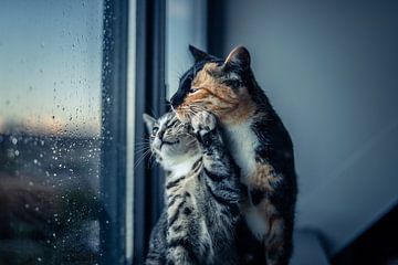 Love during a rainy morning by Felicity Berkleef