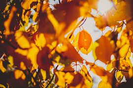 Golden autumn - glowing red leaves