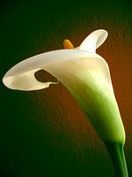 Anthurium