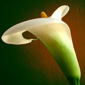 Anthurium sur Kristel van den Boom