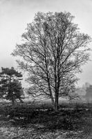 Berk in zwart wit