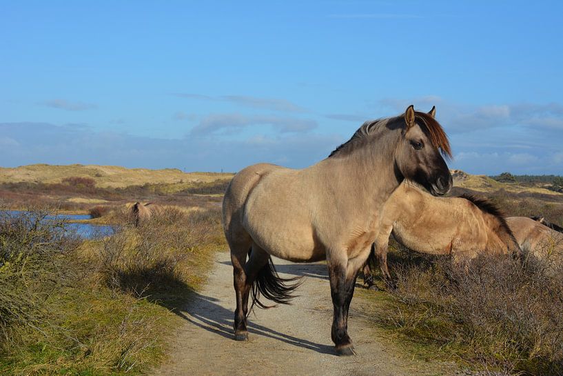 Konikpaarden in Kennemerduinen Nederland van My Footprints