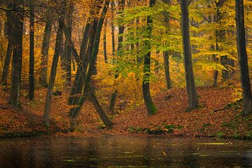 Bosgezicht met beuken in herfstkleuren