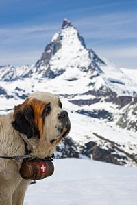 St Bernard hond poserend voor de Matterhorn van Henk Meijer Photography