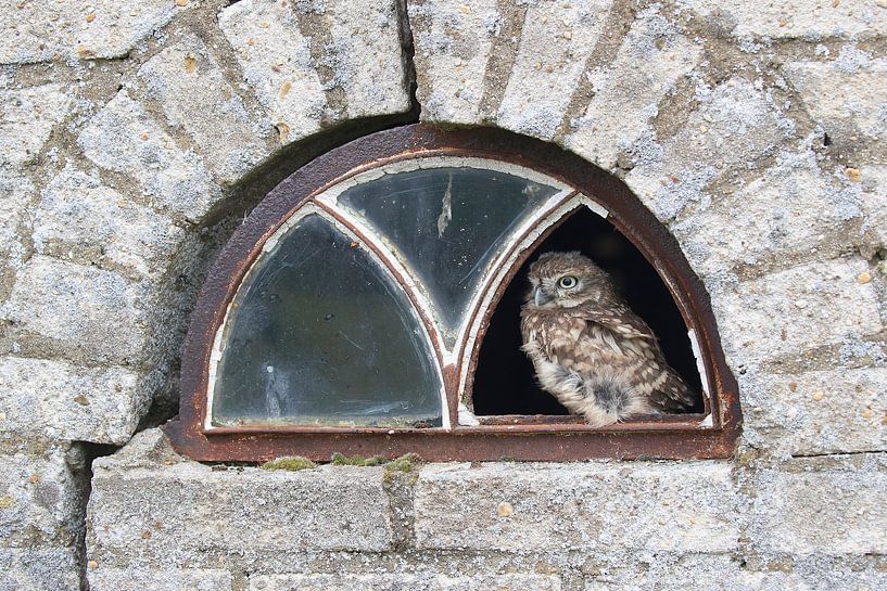 Little Owl (Athene noctua) by Ronald Pol