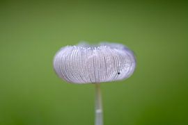 harefoot mushroom with spider by Miranda Snoeijen