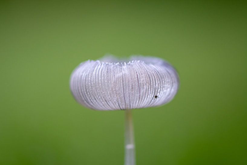 harefoot mushroom with spider von Miranda Snoeijen