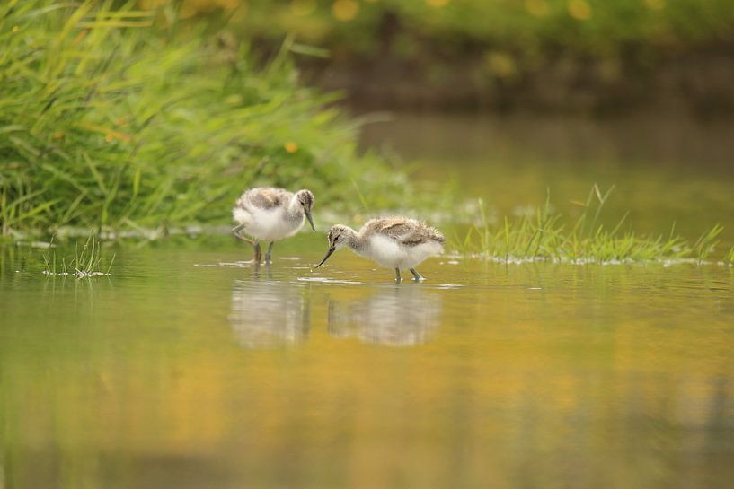 Haubentaucher von Rinnie Wijnstra (FotoAmeland )