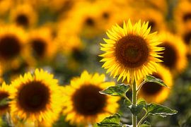 Sommer pur von Daniela Beyer