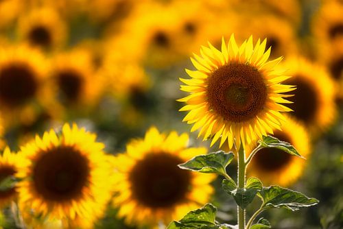 L'été à l'état pur