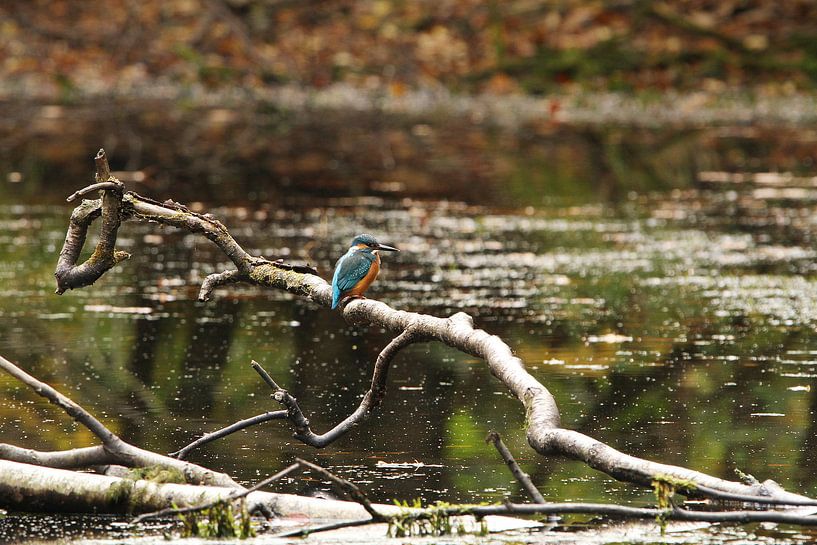 Eisvogel mit kessem Blick von Anja Bagunk