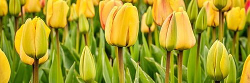 Nahaufnahme von gelben Tulpen in einer Panorama-Ansicht