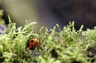Kikkertje in het mos von Klaase Fotografie Miniaturansicht