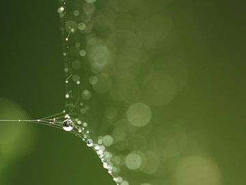 Drip Art 2 by Jacqueline Gerhardt
