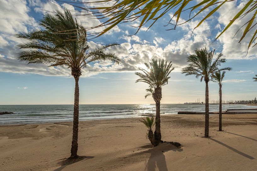 Palm trees and sunshine by Dimitri van den Berg