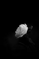 The rose in May