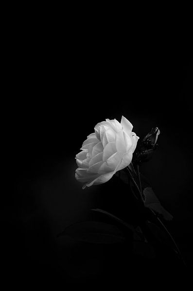 La rose en mai par Dick Nieswaag