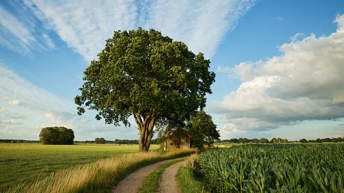 Empesche and Tondensche Heide
