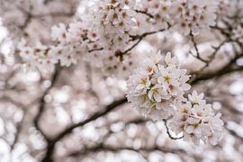 Cherry blossom with bokeh by Jeroen de Jongh Photography
