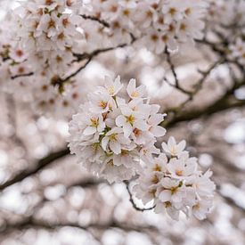 Fleur de cerisier avec bokeh sur Jeroen de Jongh